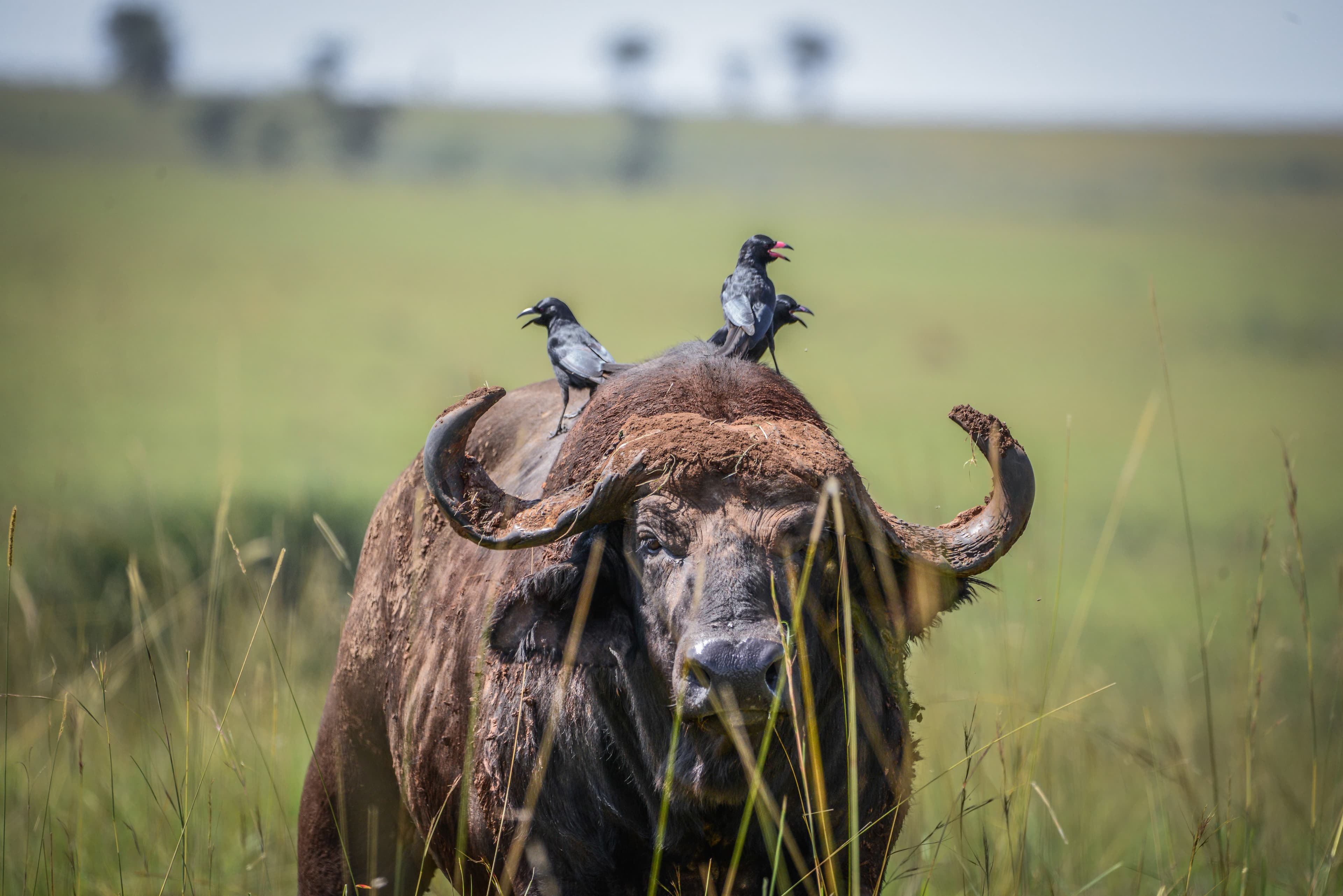 Äquatorlinie in Uganda