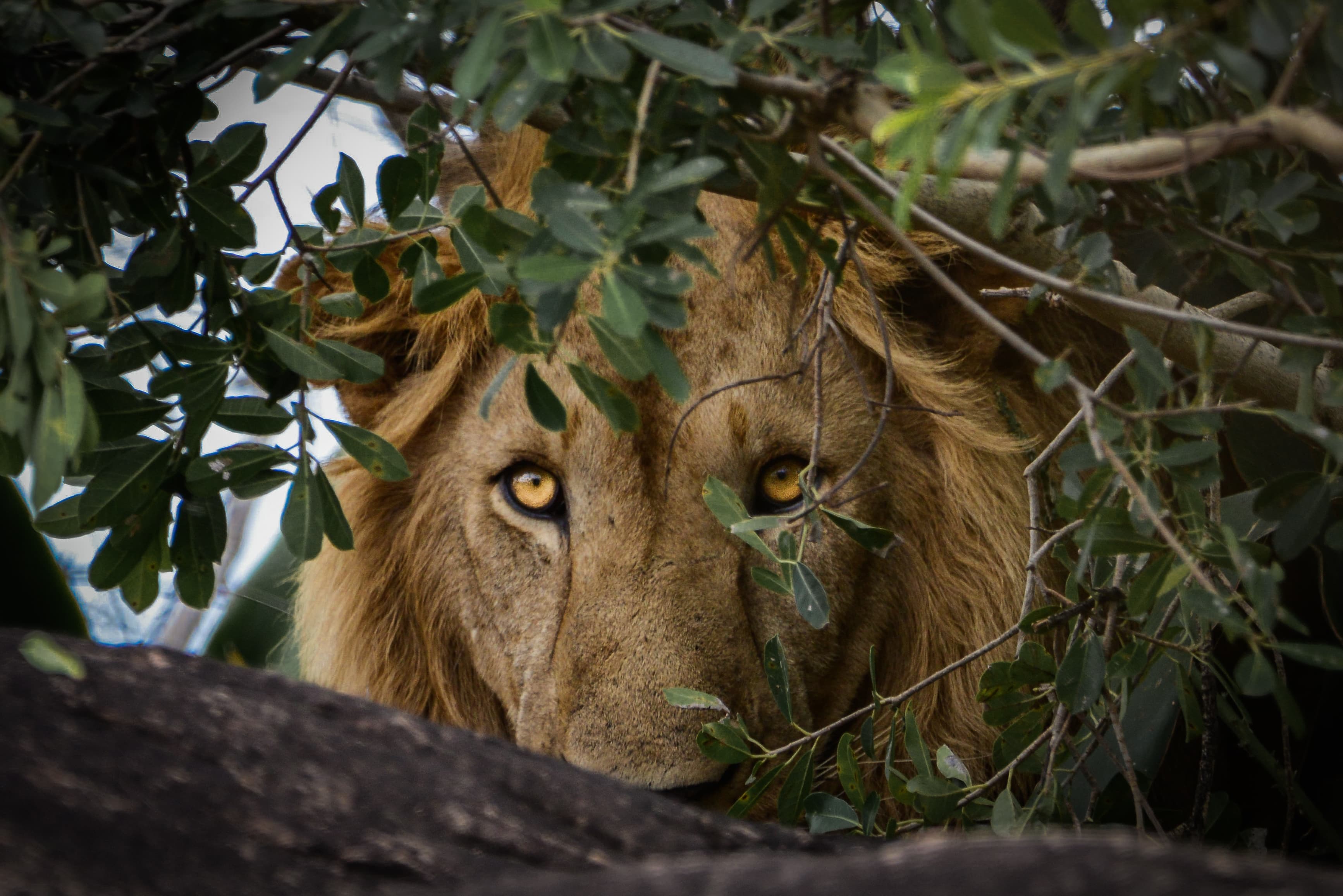 Buschspaziergang im Murchison Falls Nationalpark