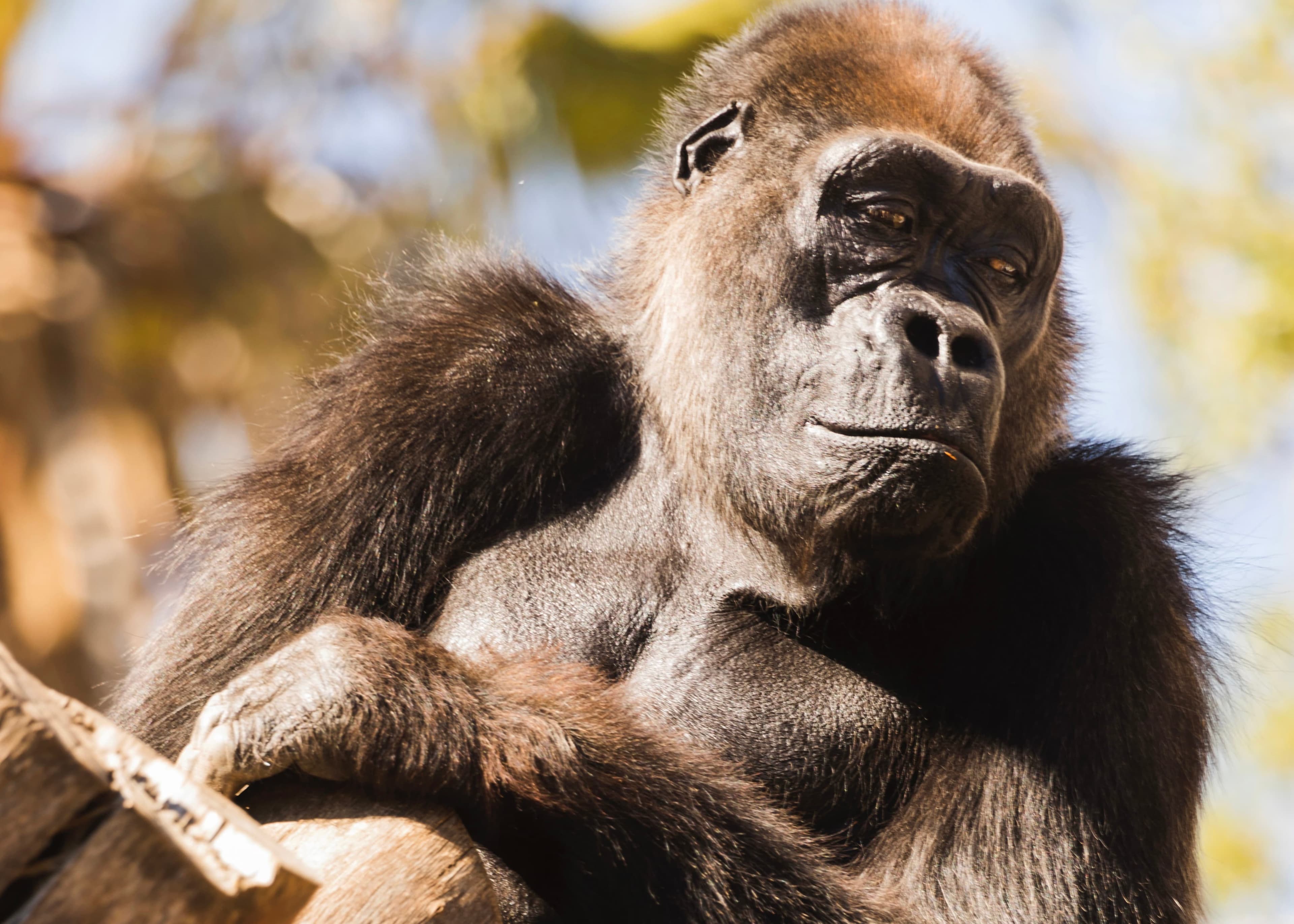 Gorilla-Trekking im Bwindi Impenetrable Nationalpark