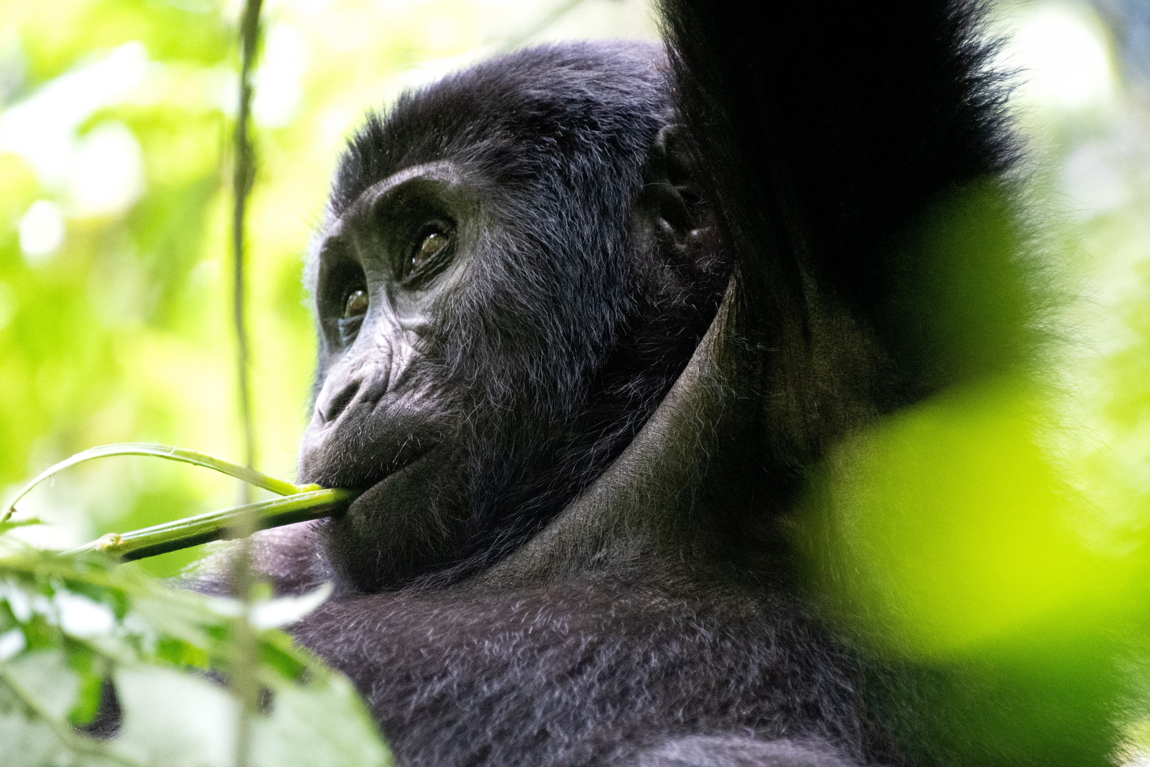 Gorilla-Trekking im Bwindi Impenetrable Nationalpark