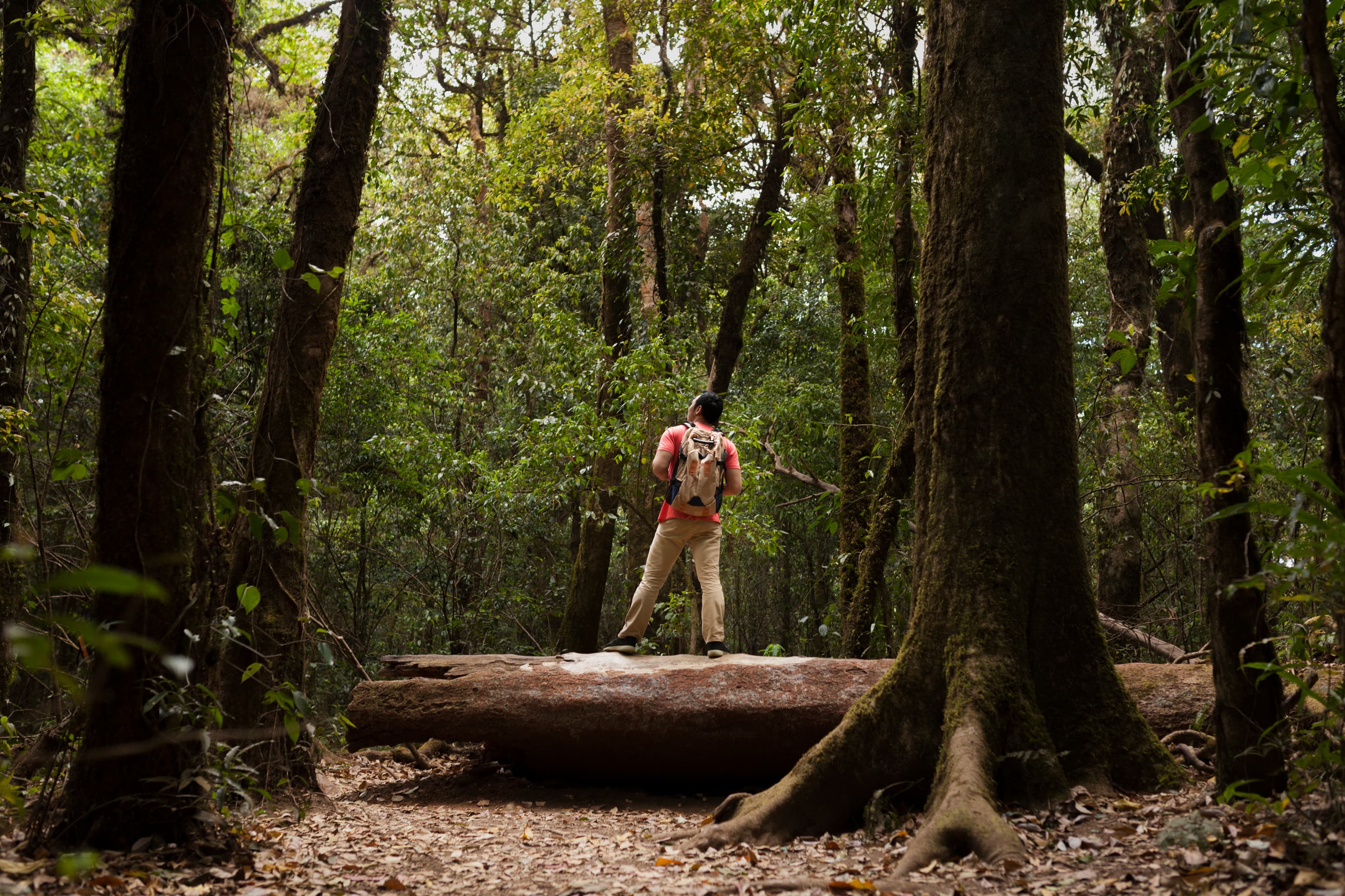 Gorilla-Trekking im Bwindi Impenetrable Nationalpark