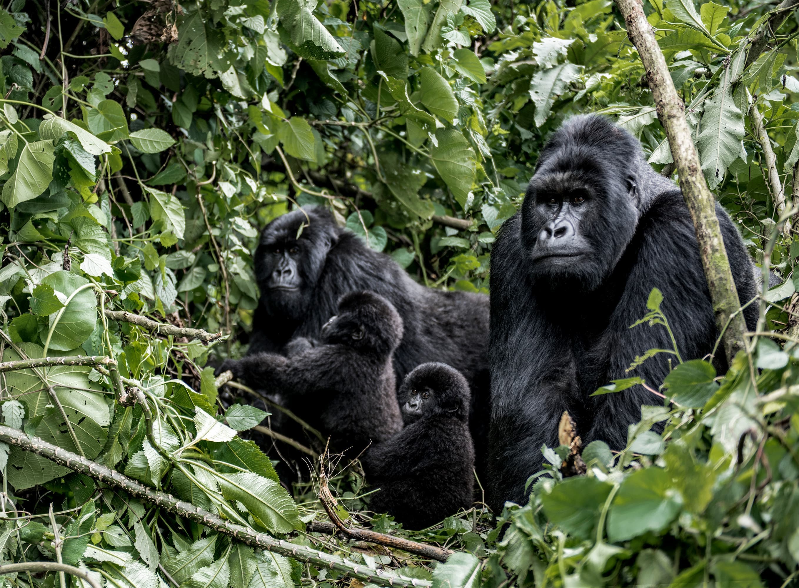 Gorilla-Trekking im Bwindi Impenetrable Nationalpark
