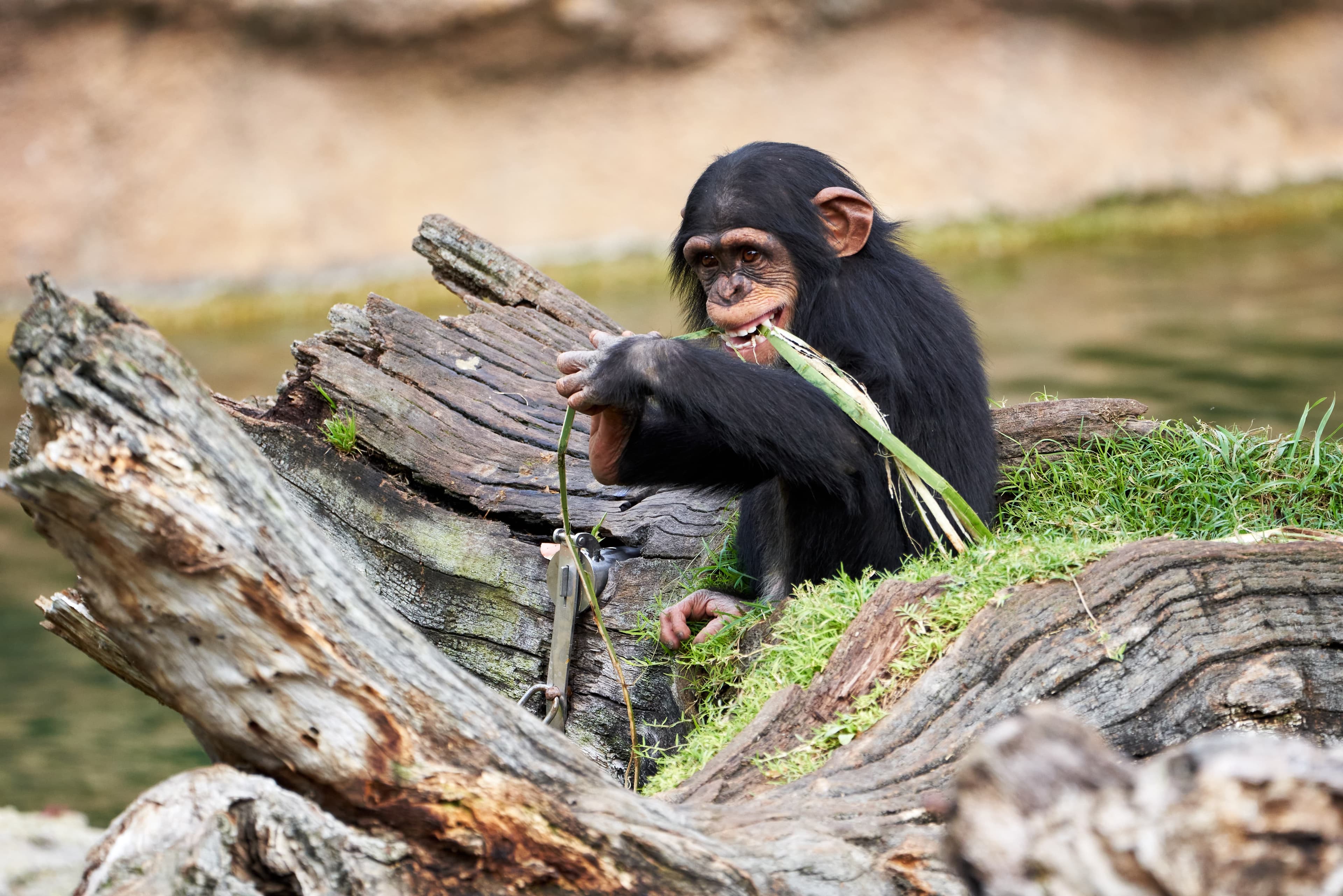 Schimpansen im Kibale Nationalpark