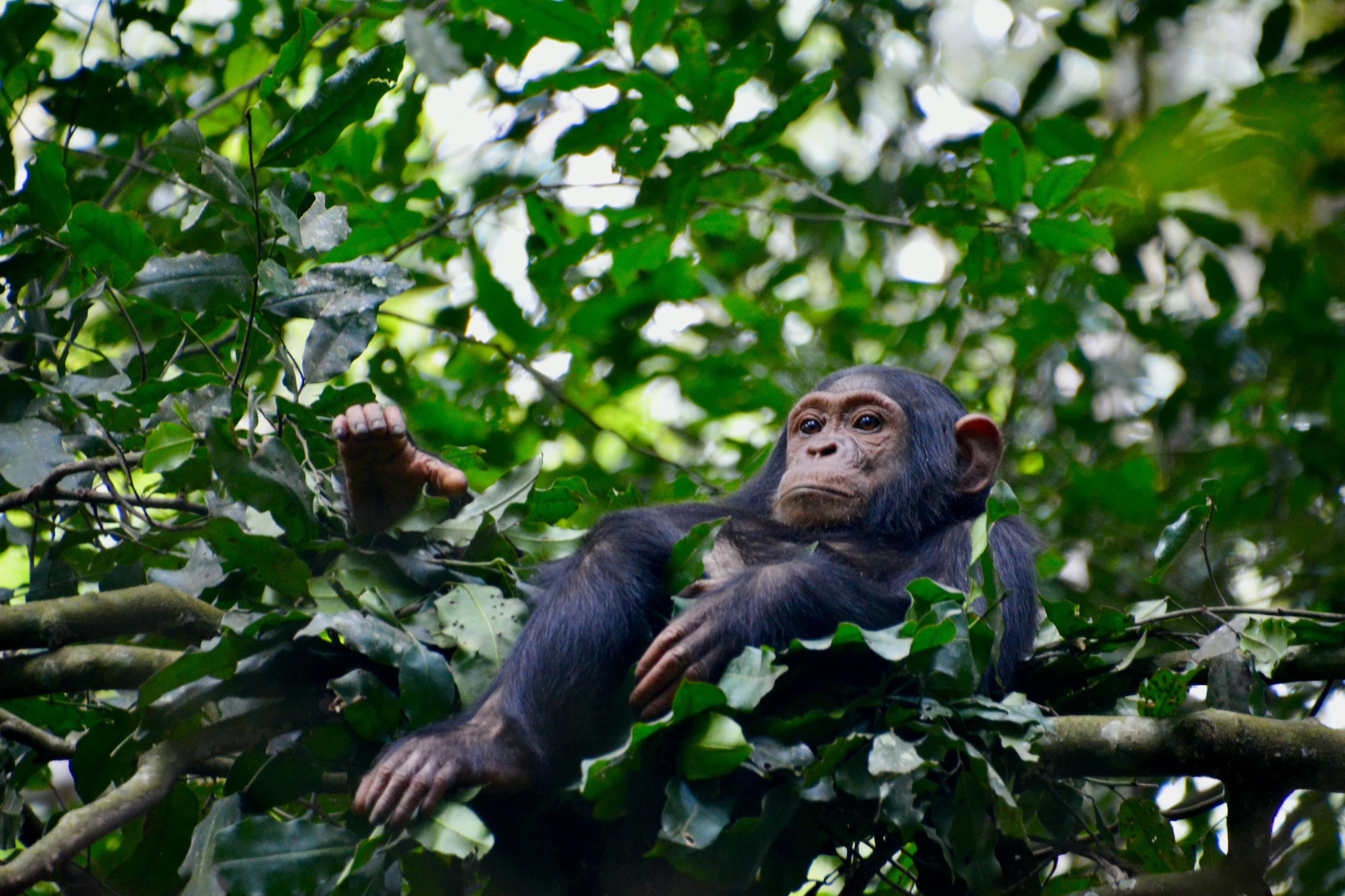 Schimpansen im Kibale Nationalpark