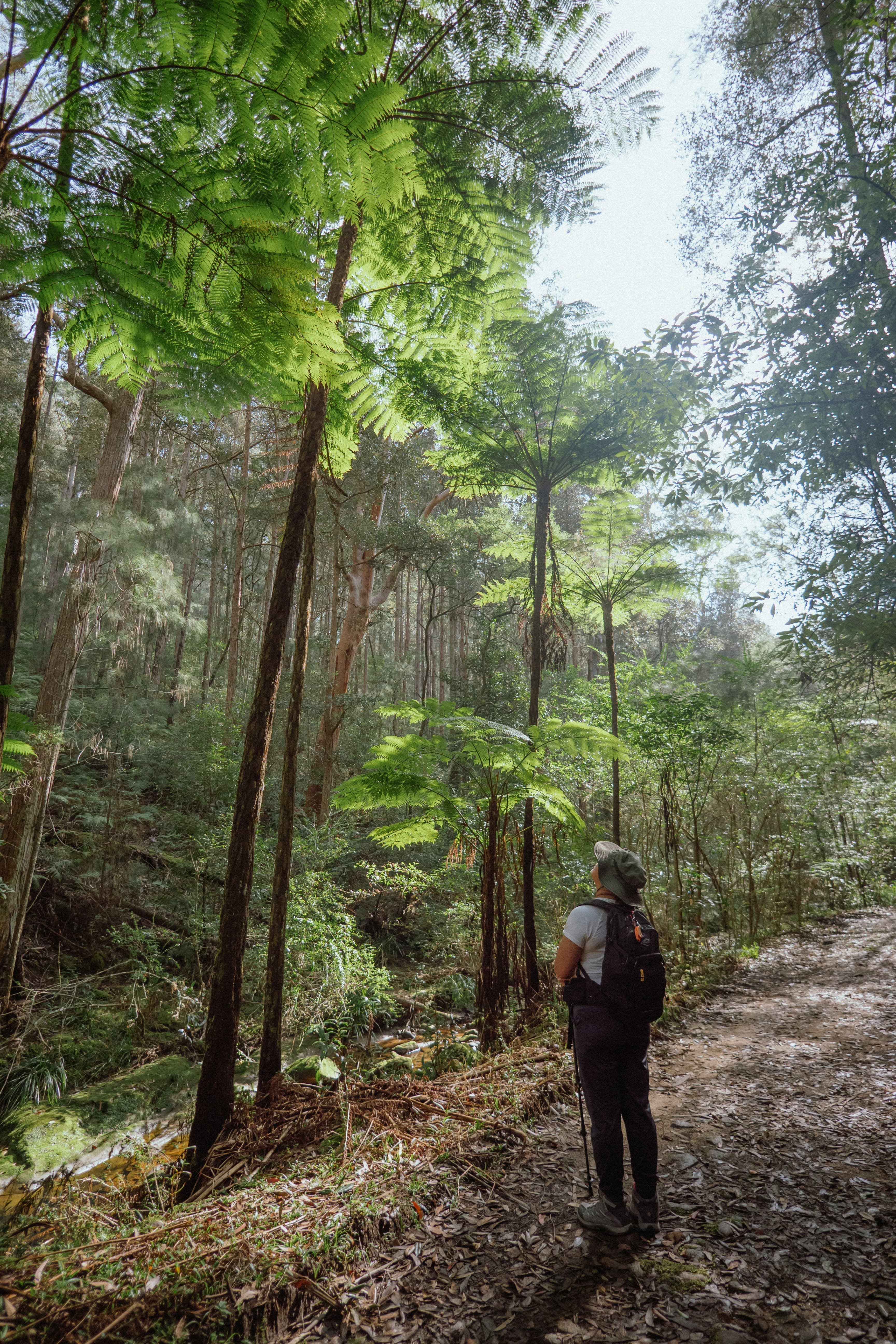 Schimpansen im Kibale Nationalpark