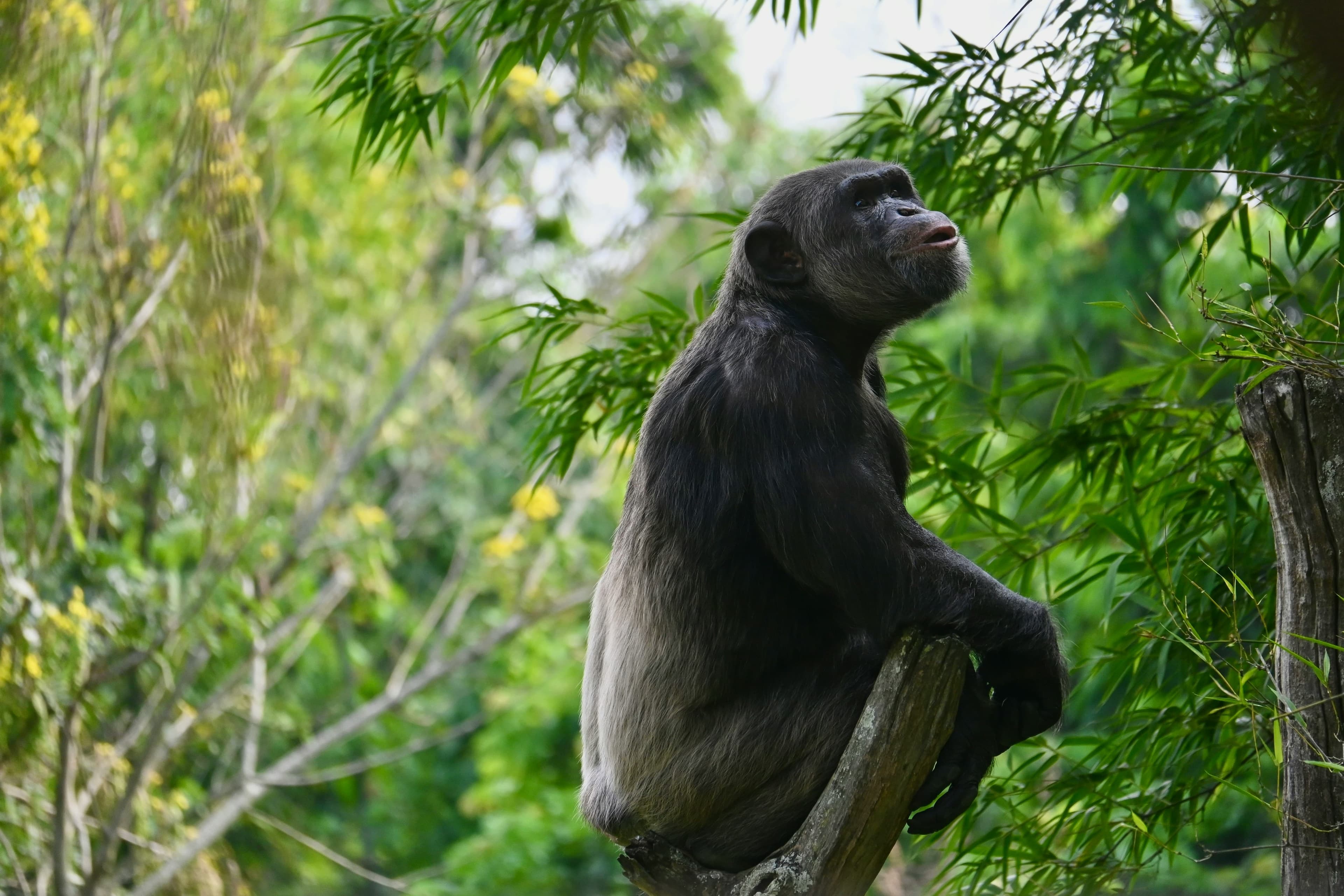 Schimpansen im Kibale Nationalpark