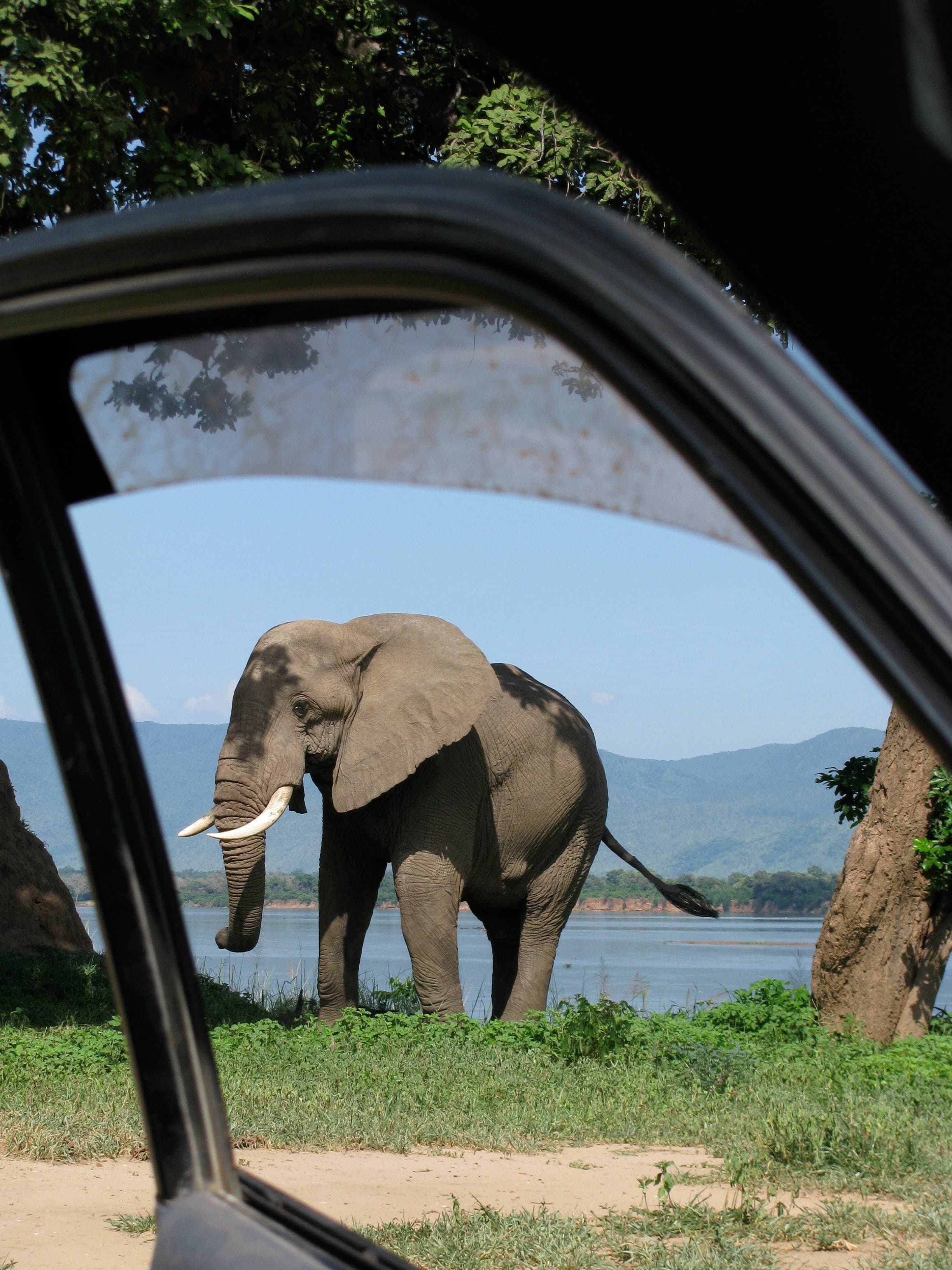 Safari Game Drive im Queen Elizabeth Nationalpark
