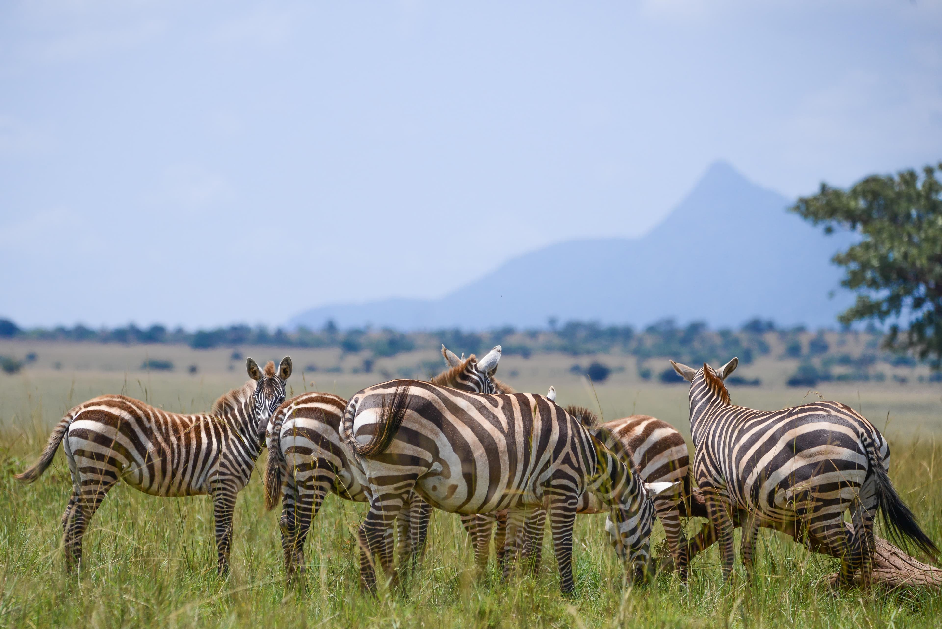 Safari Game Drive im Queen Elizabeth Nationalpark